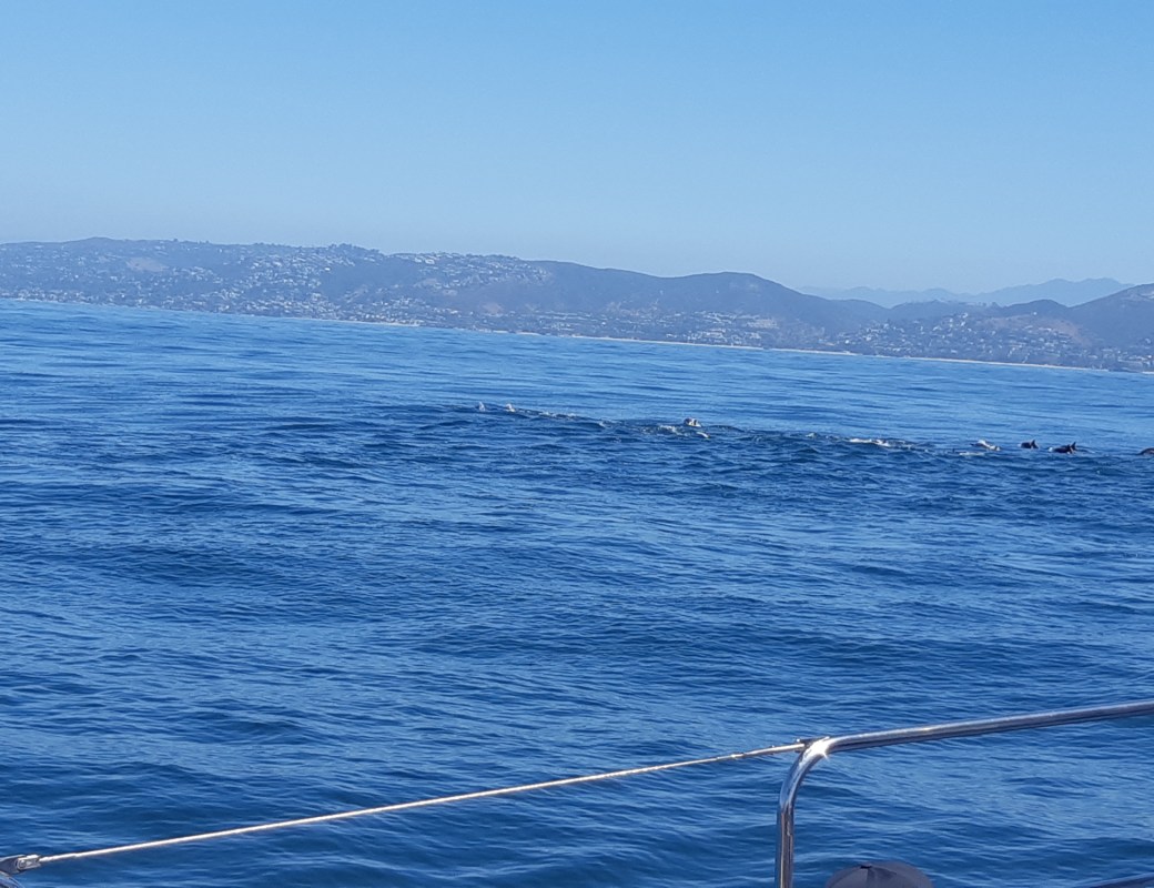 DOLPHIN & WHALE WATCHING  IN SOUTHERN CALIFORNIA